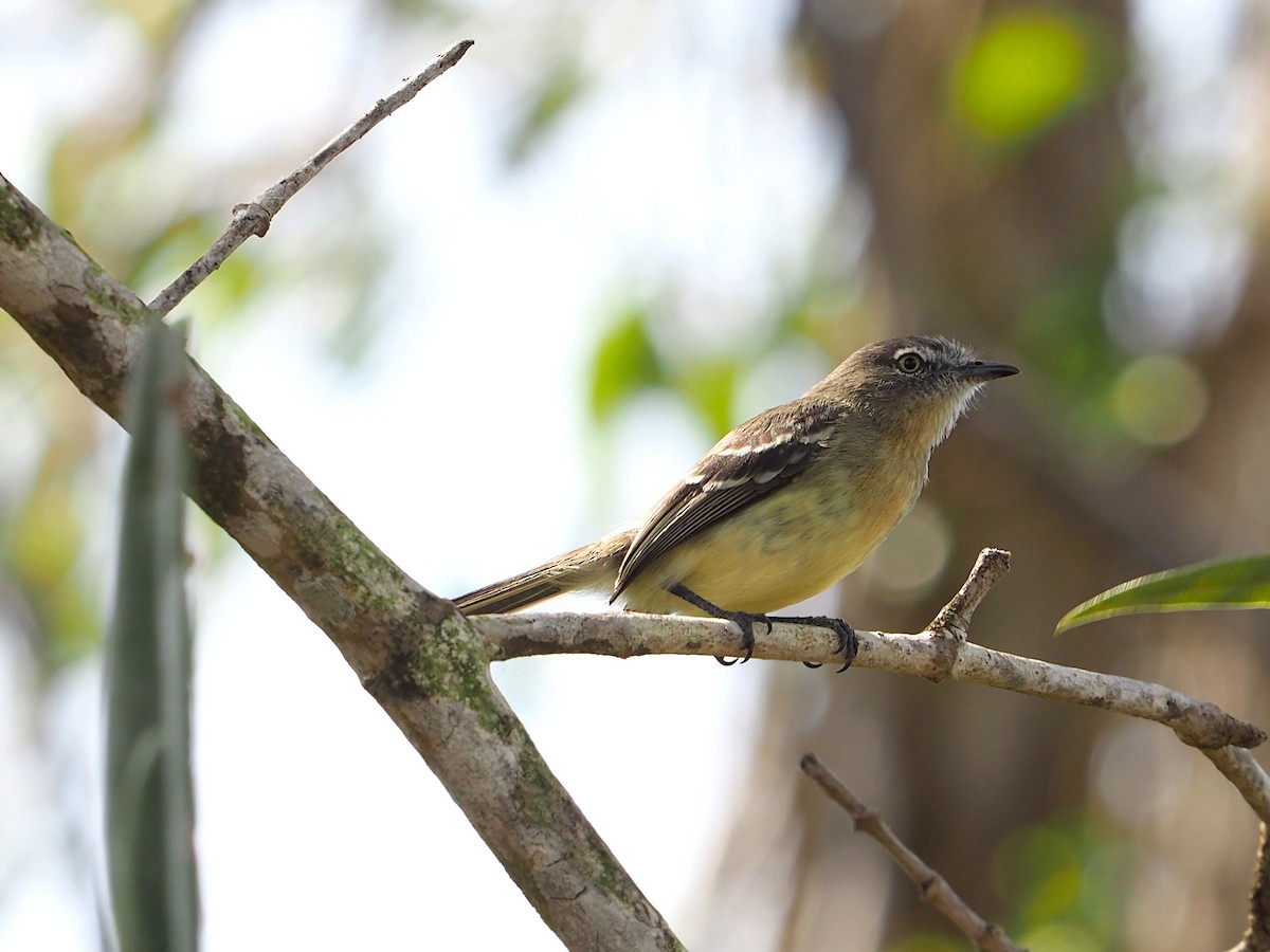 Pale-tipped Tyrannulet - ML642294709