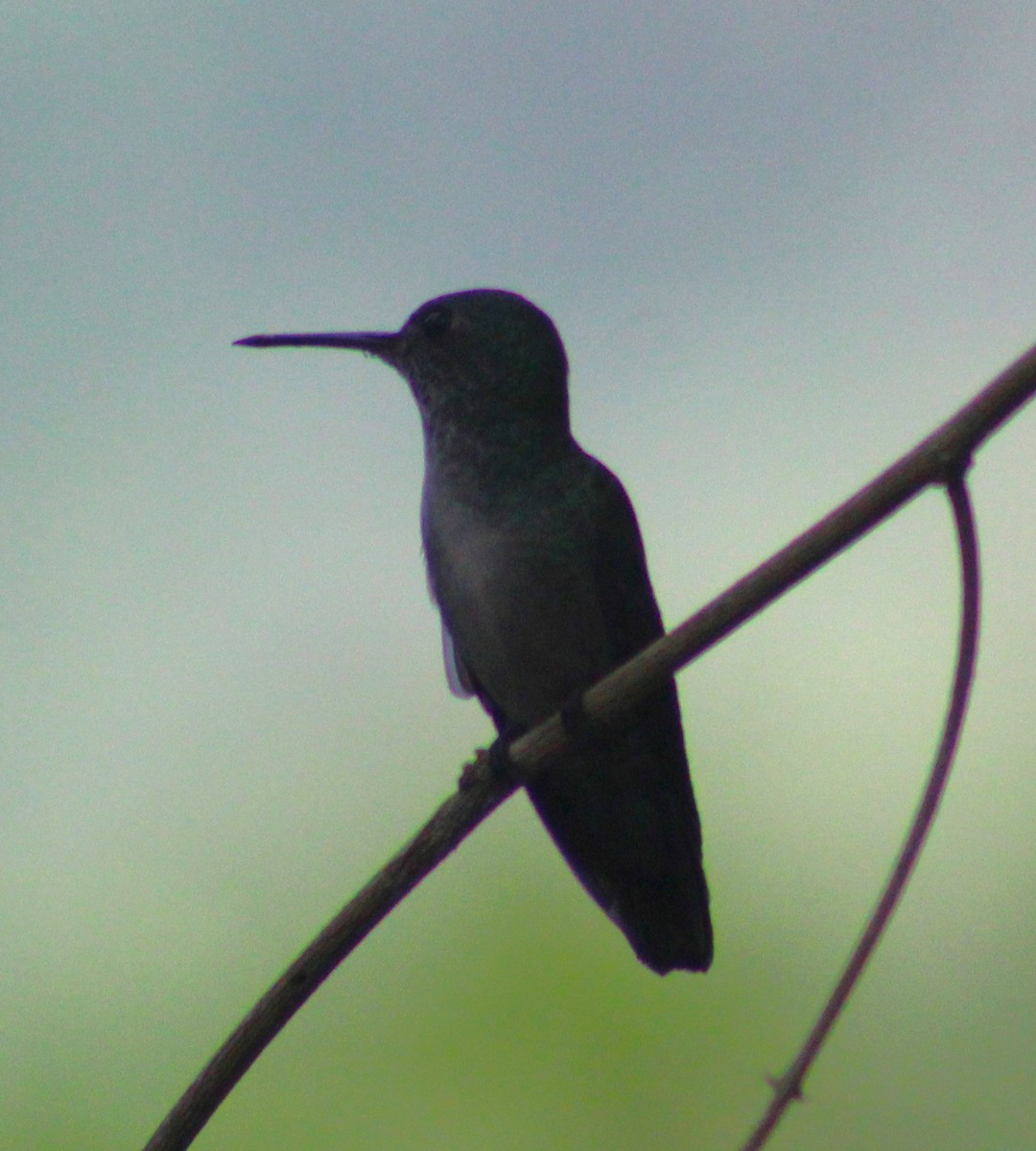 White-chinned Sapphire - ML642294718