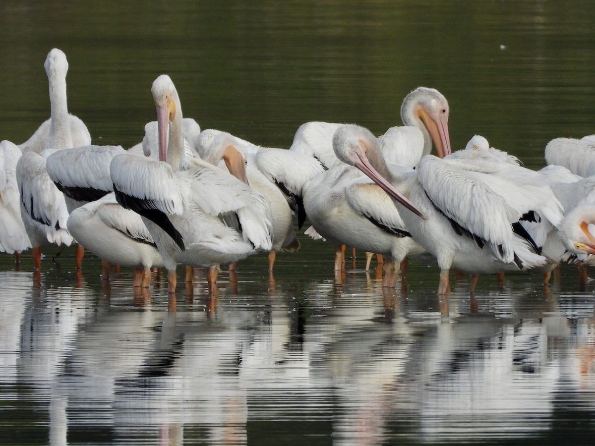 American White Pelican - ML642294748