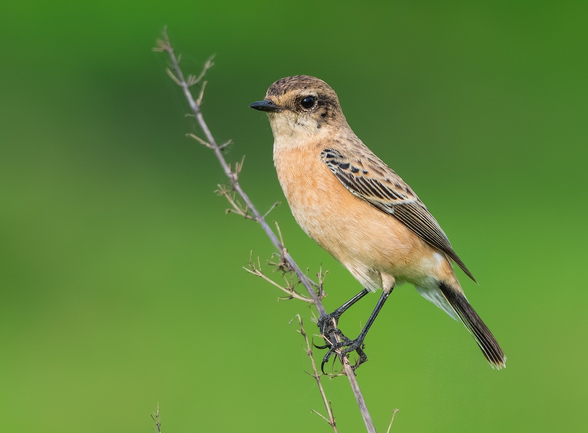 Siberian Stonechat - ML642294759