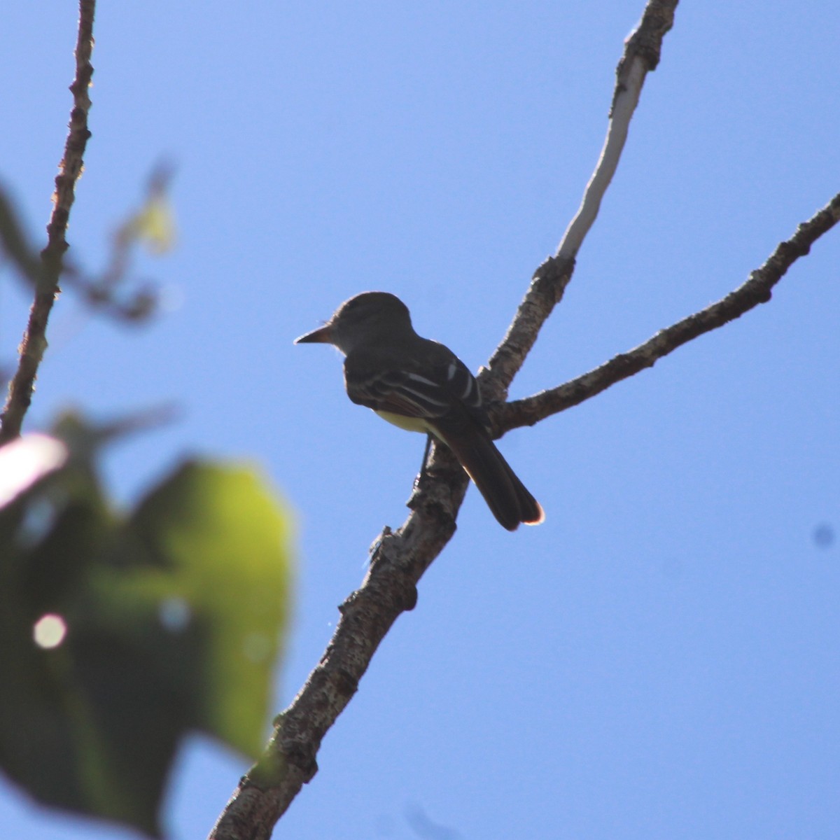 Myiarchus sp. - ML642294762