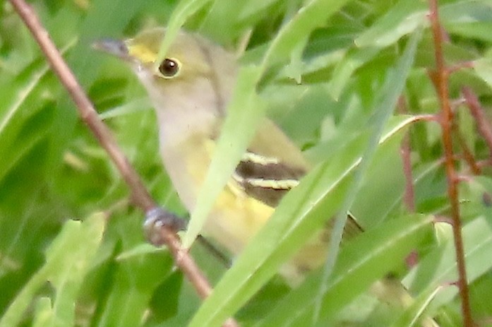 White-eyed Vireo - ML642294765