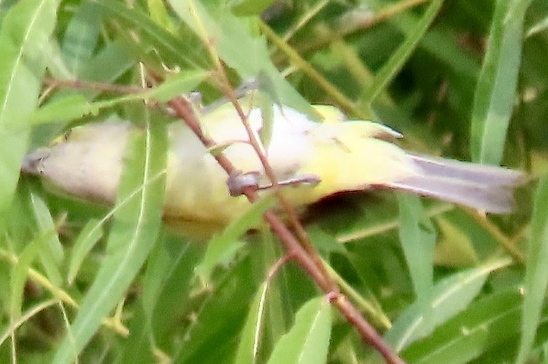 White-eyed Vireo - ML642294766