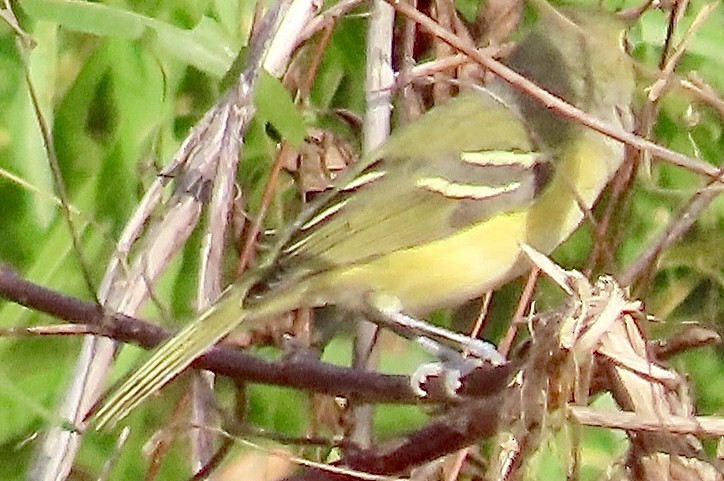 White-eyed Vireo - ML642294767