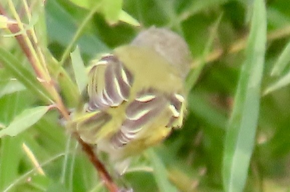 White-eyed Vireo - ML642294768