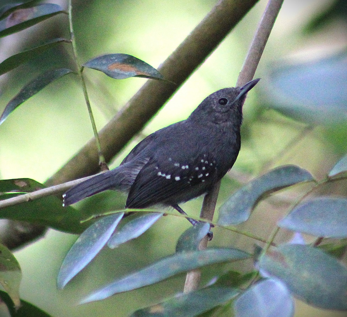 White-flanked Antwren - ML642294770