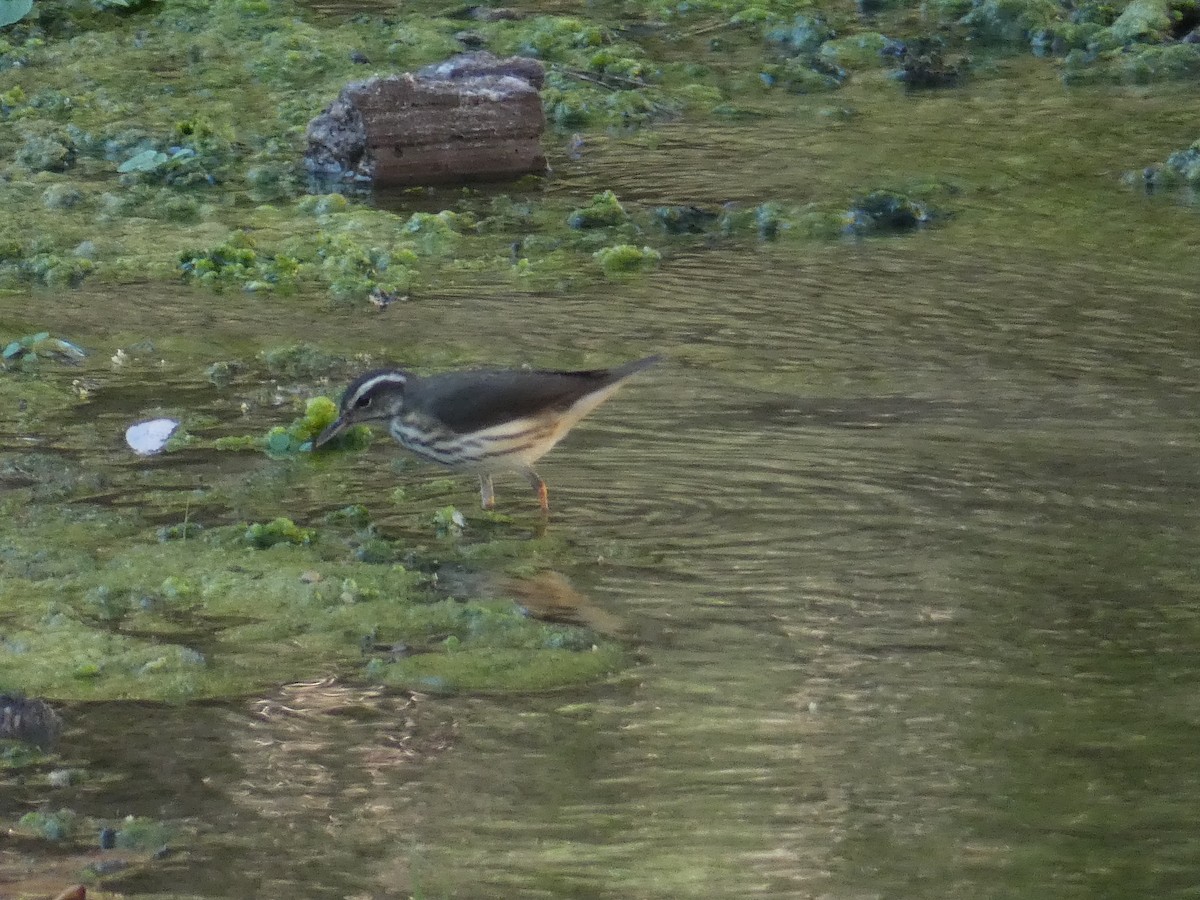 Louisiana Waterthrush - ML642294777
