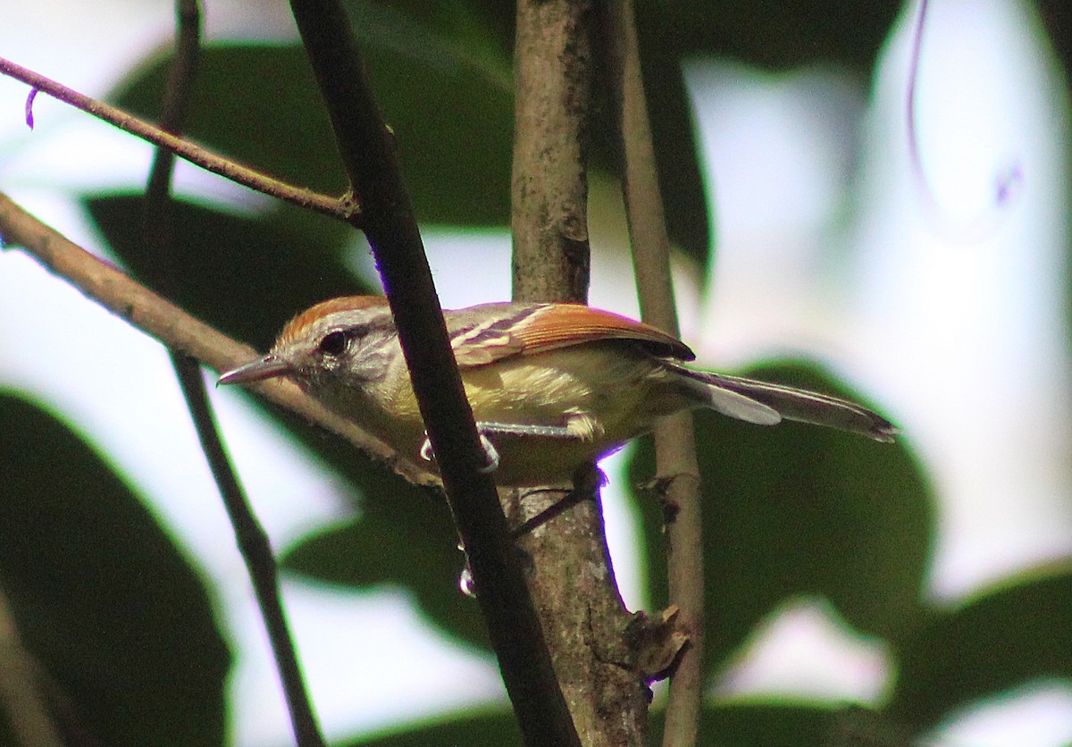 Rufous-margined Antwren - ML642294778