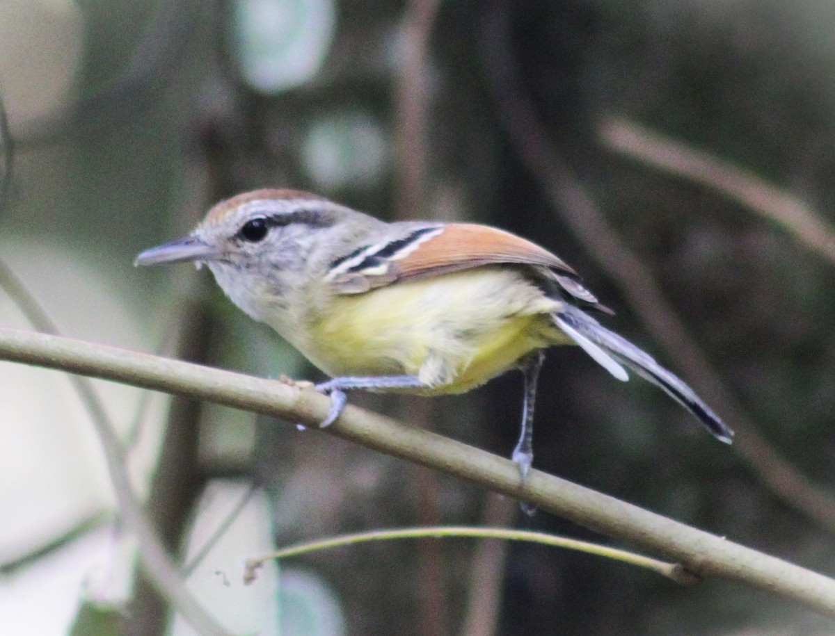 Rufous-margined Antwren - ML642294779