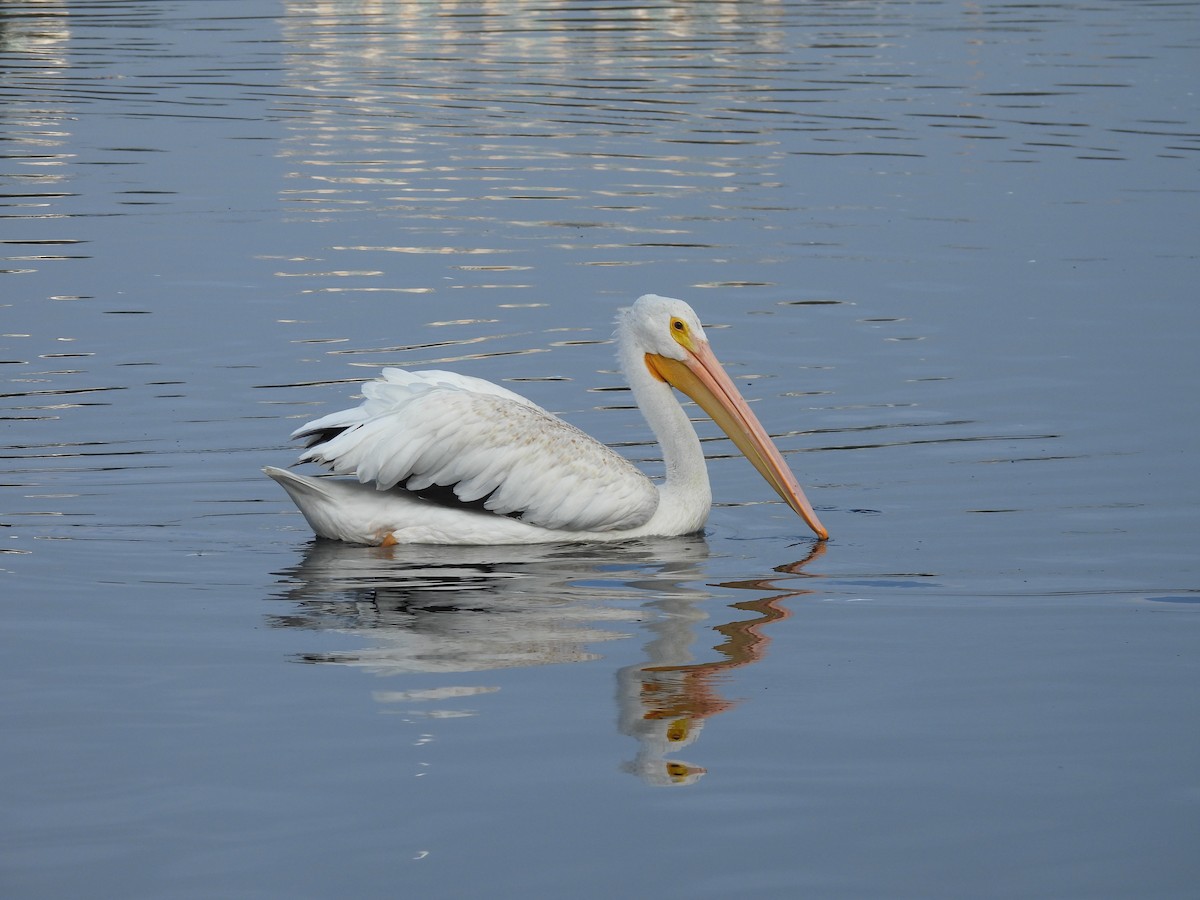 American White Pelican - ML642294782