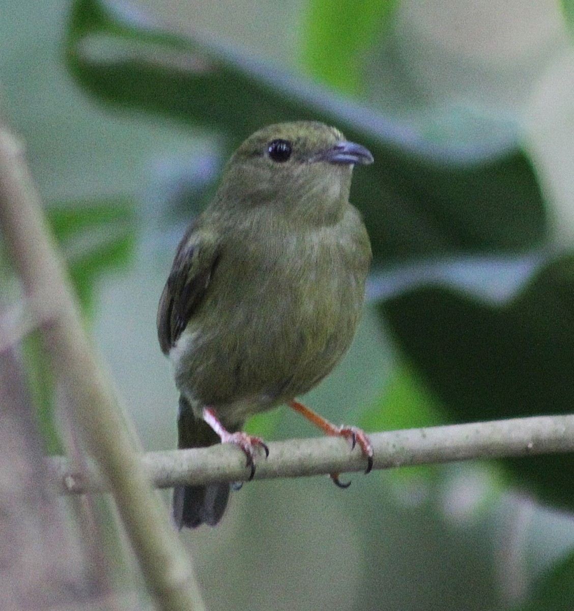 hvitskjeggmanakin - ML642294794