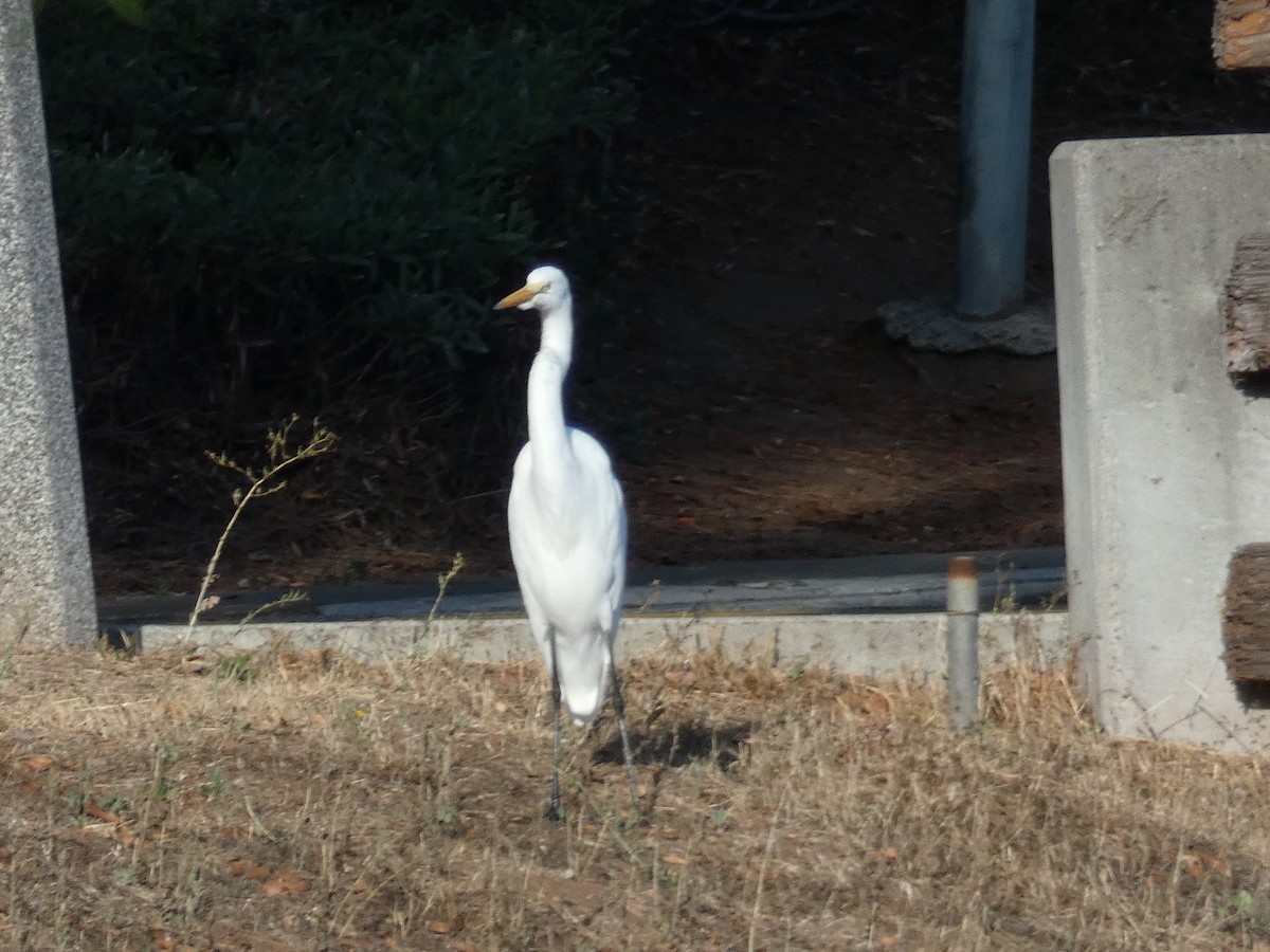 Great Egret - ML642294817