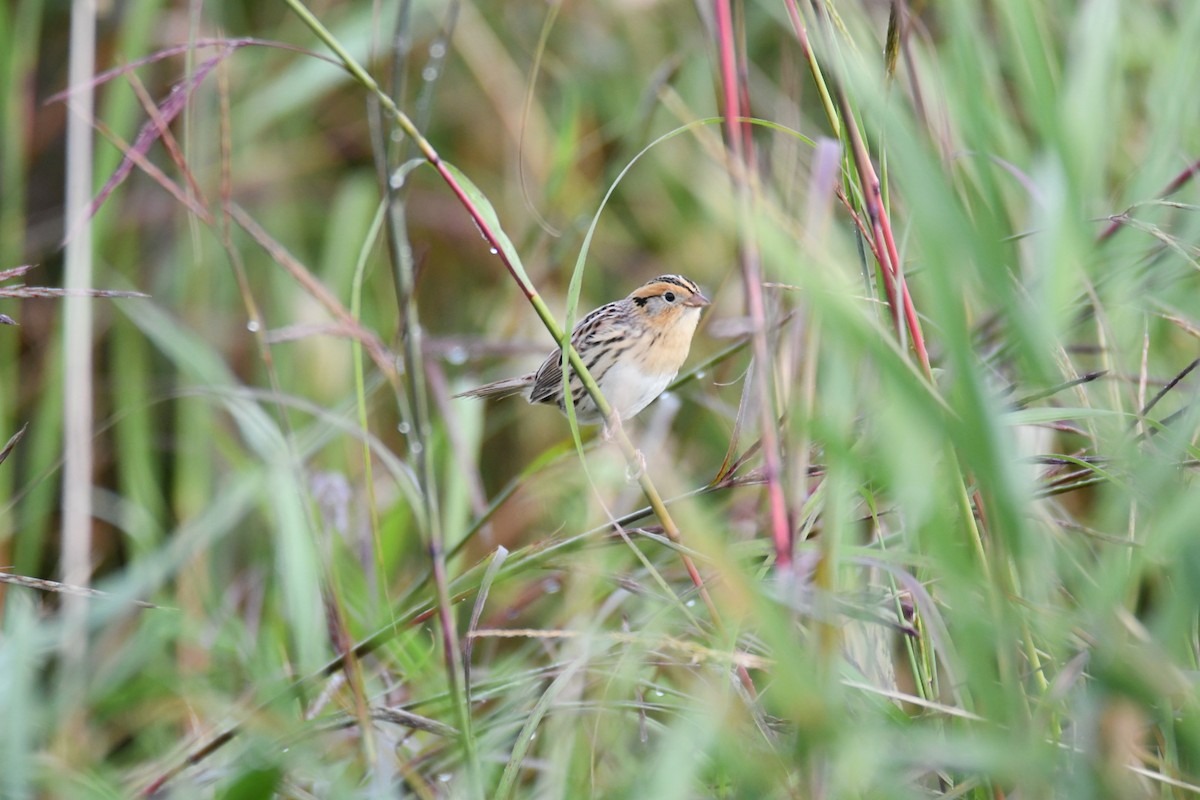 LeConte's Sparrow - ML642294821