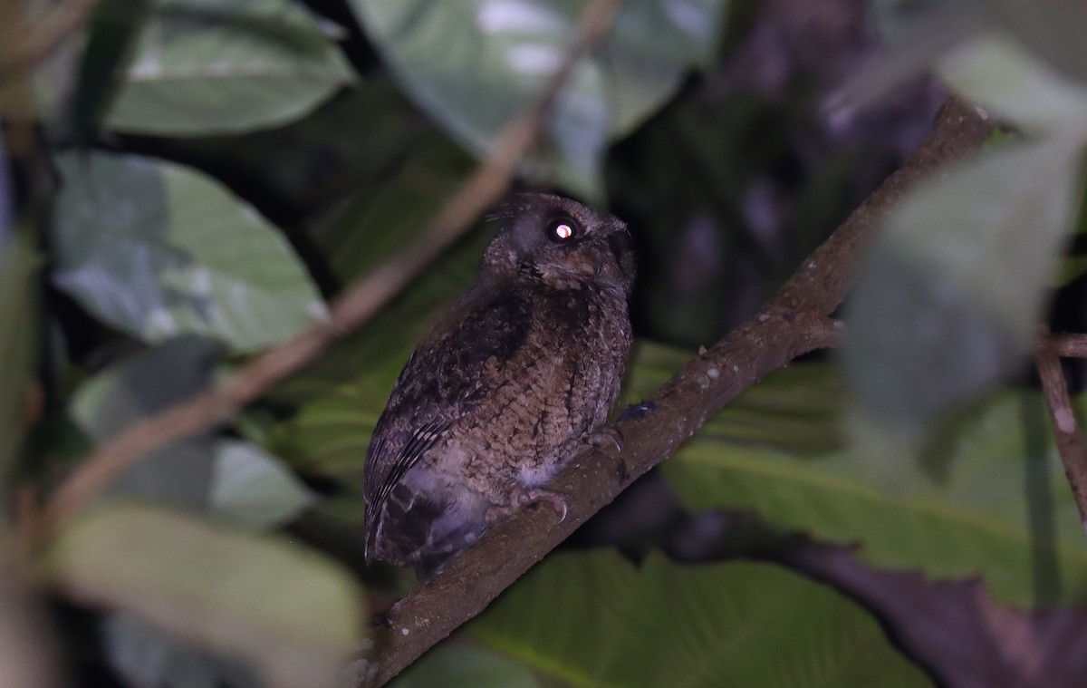Everett's Scops-Owl - ML642294823