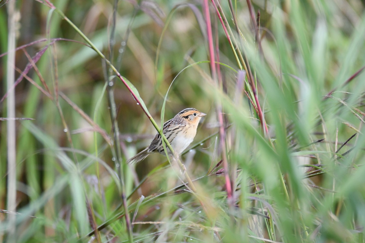 LeConte's Sparrow - ML642294826
