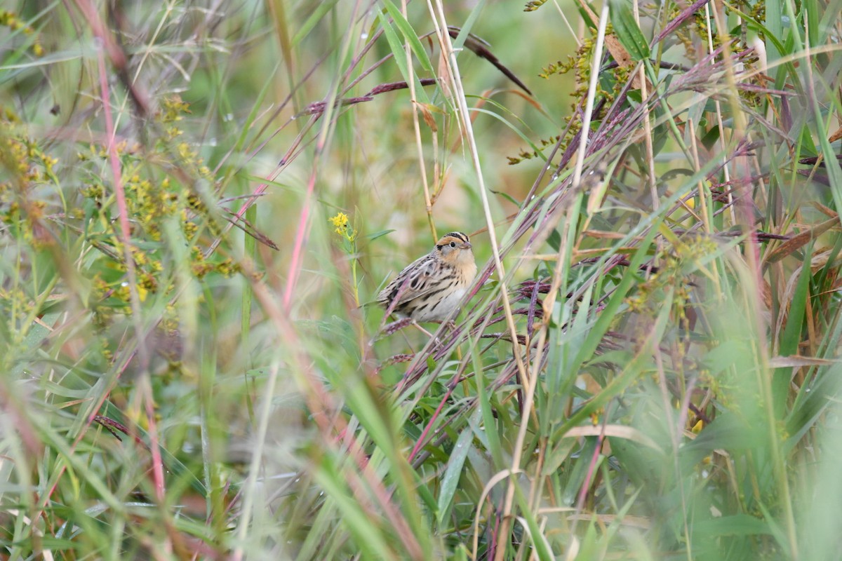 LeConte's Sparrow - ML642294836