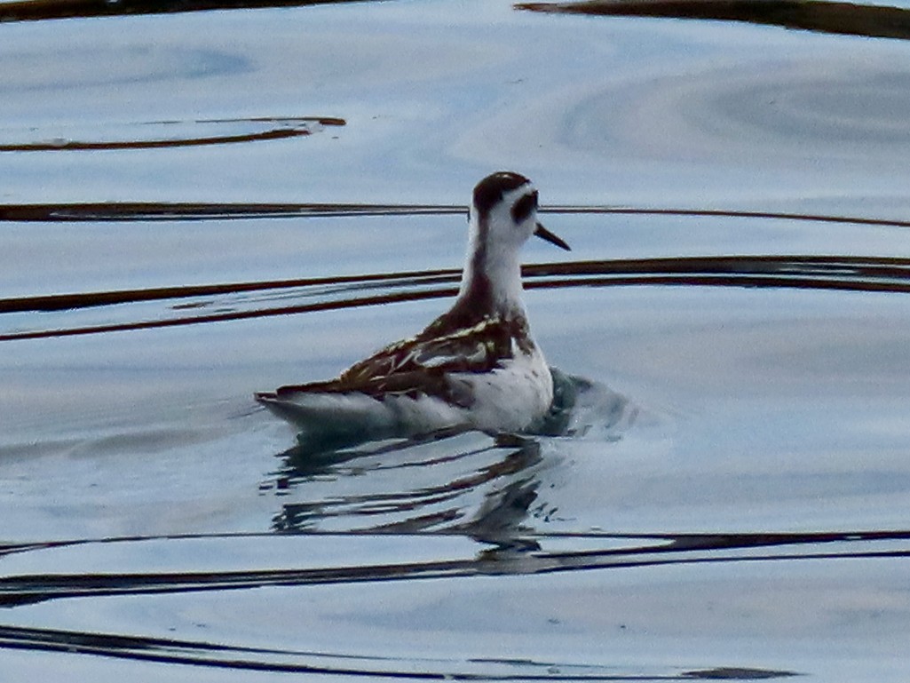 Red-necked Phalarope - ML642294838