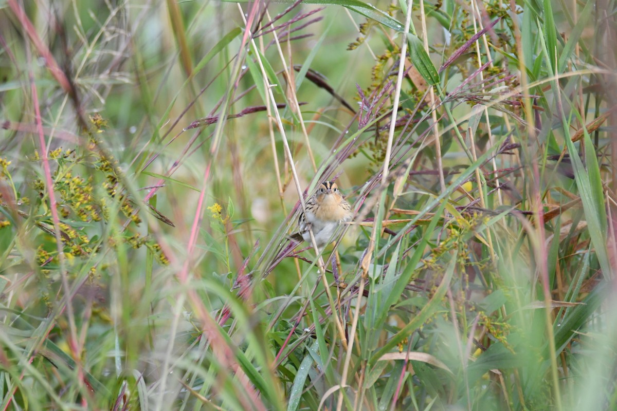 LeConte's Sparrow - ML642294841