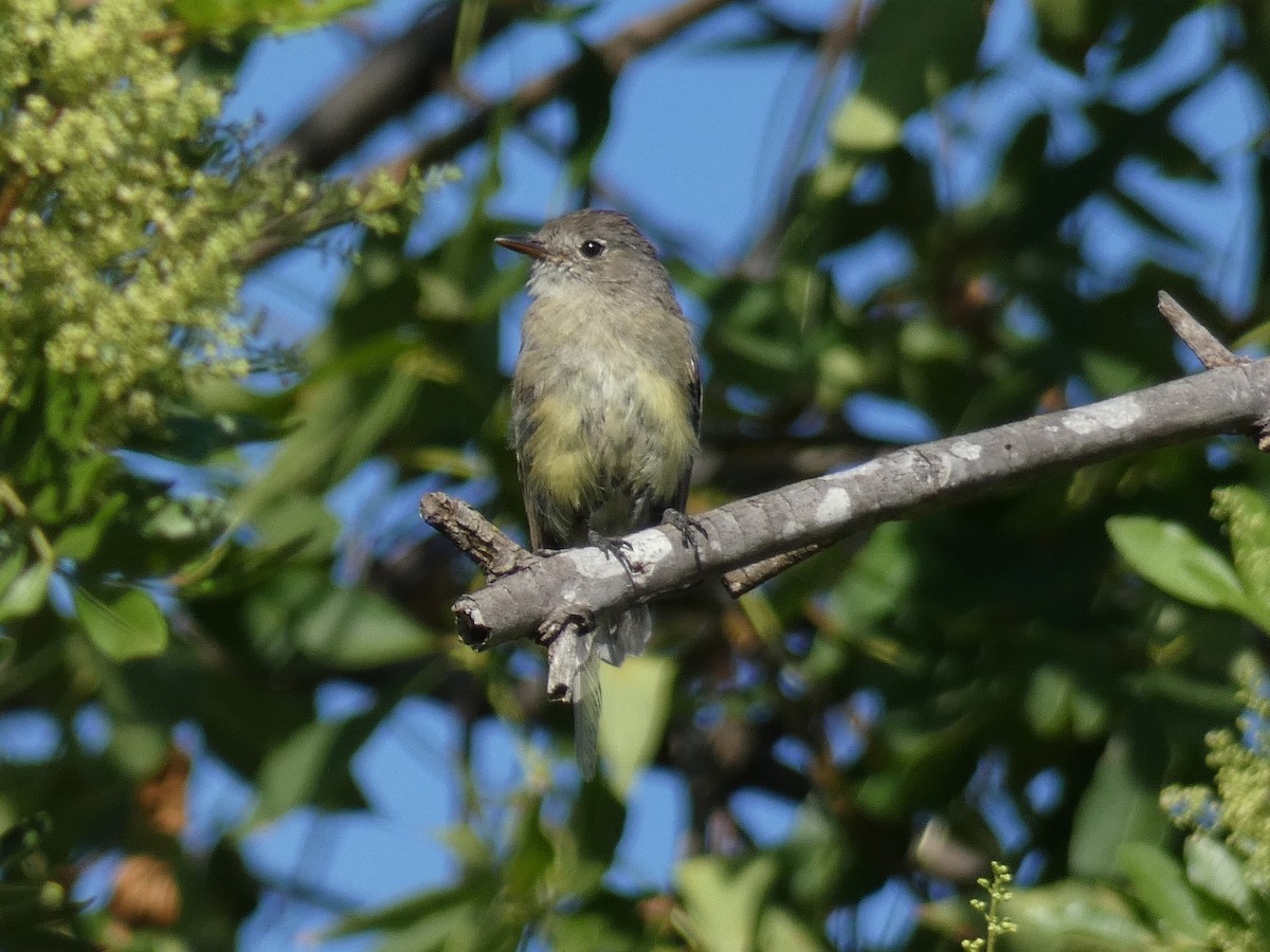 Empidonax sp. - ML642294843