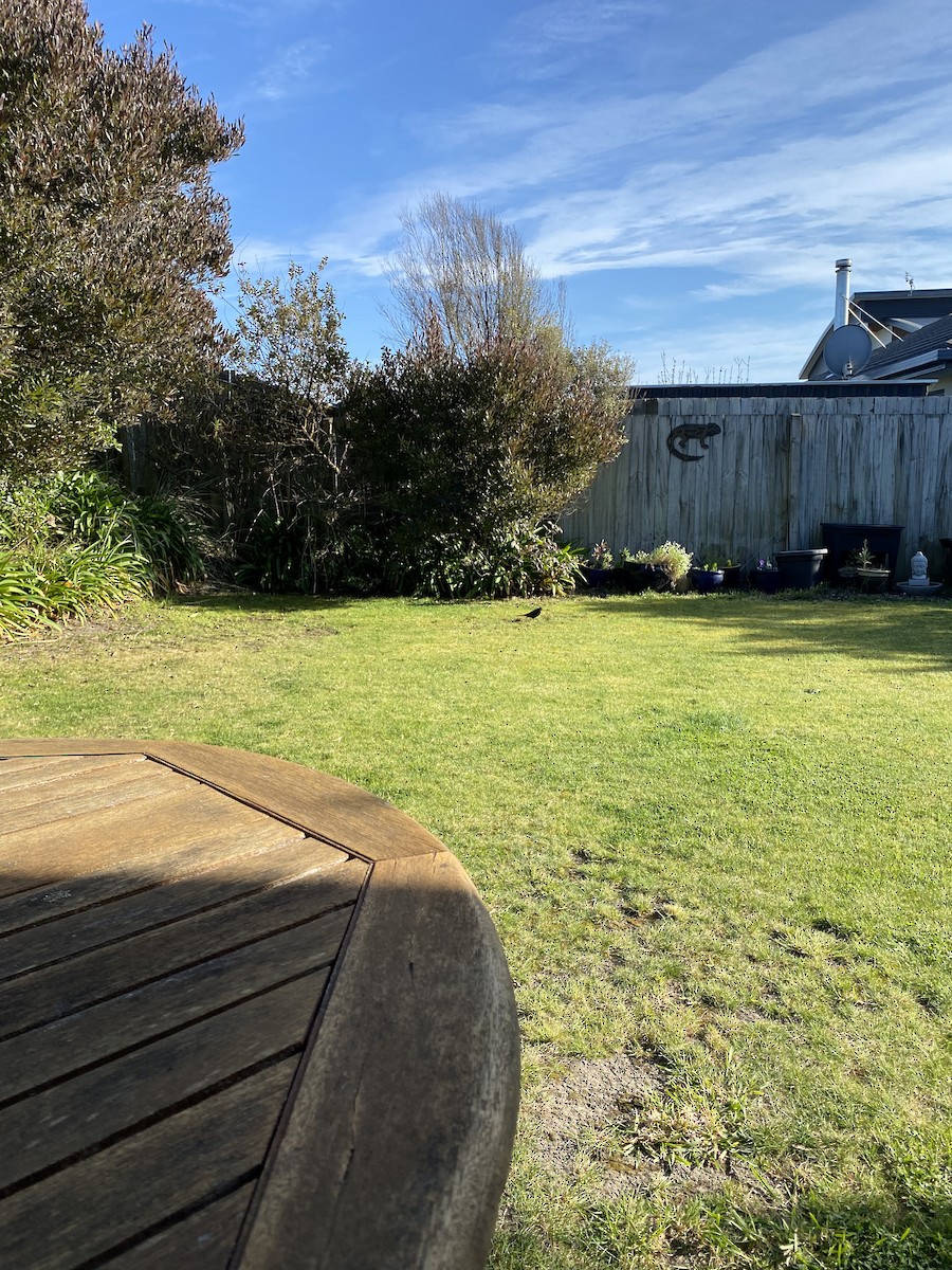 Eurasian Blackbird - ML642294844