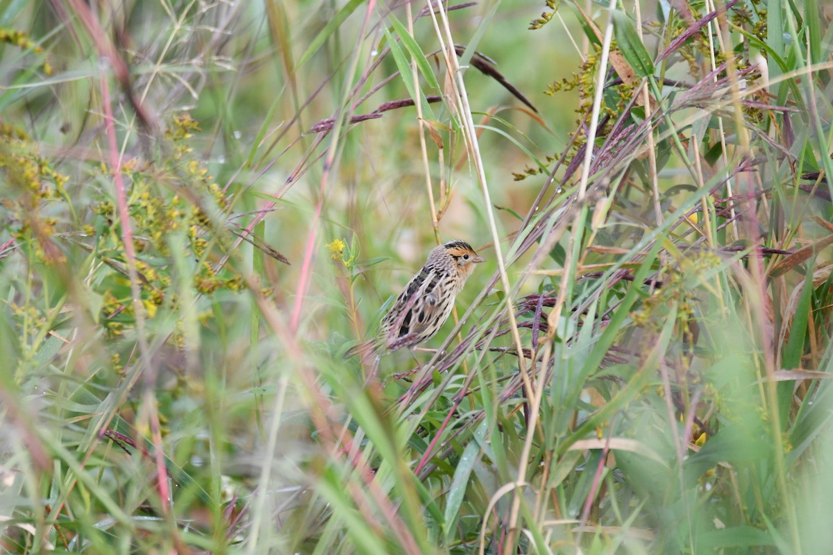 LeConte's Sparrow - ML642294848