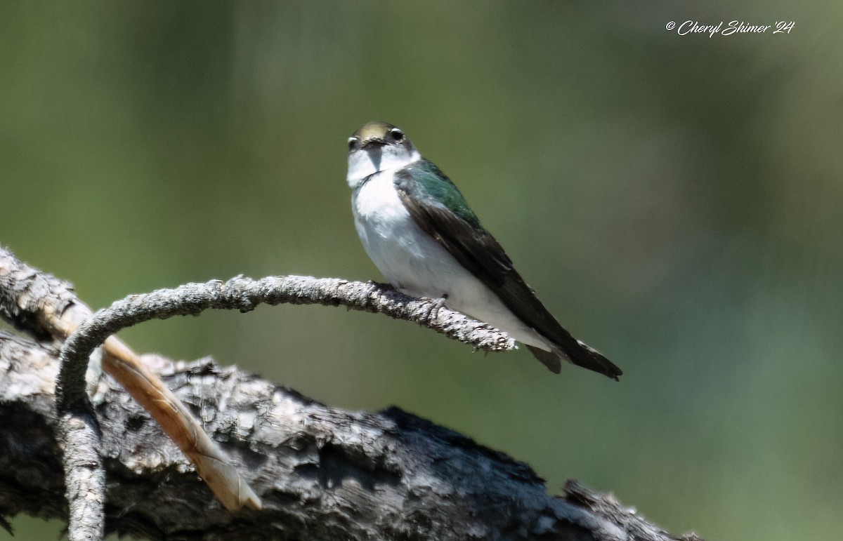 Violet-green Swallow - ML642294850