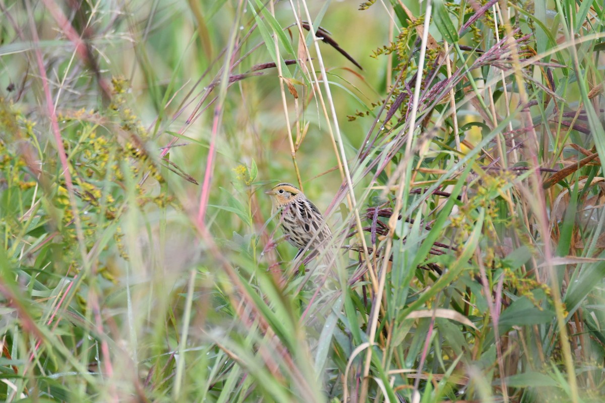 LeConte's Sparrow - ML642294855