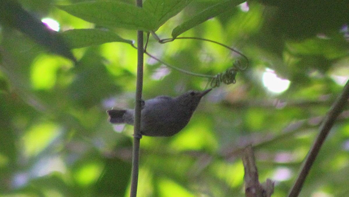 Unicolored Antwren - ML642294866