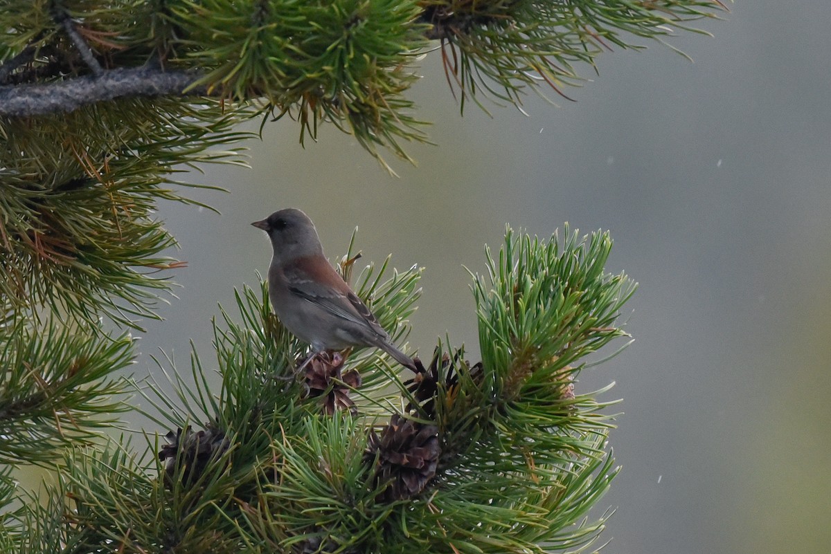 Junco ardoisé - ML642294878