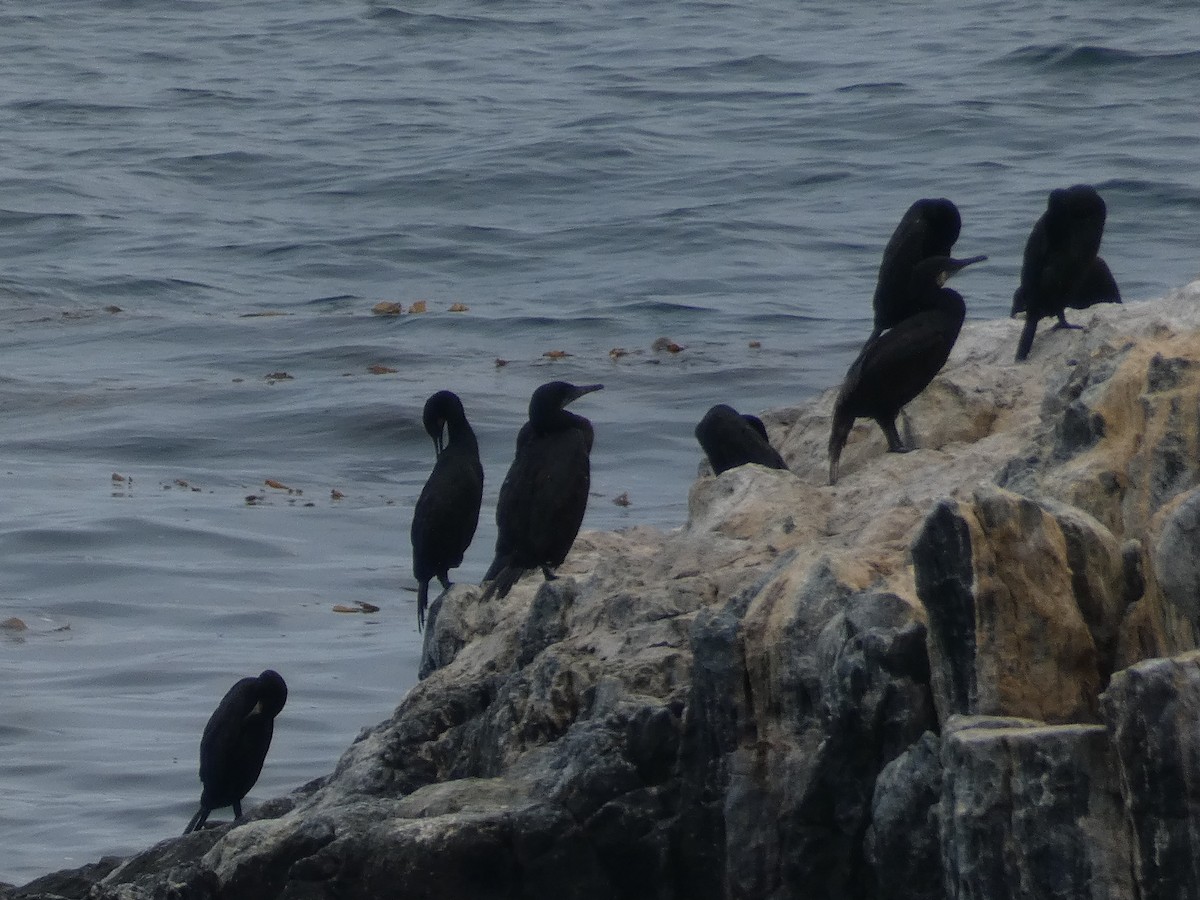 Brandt's Cormorant - ML642294885