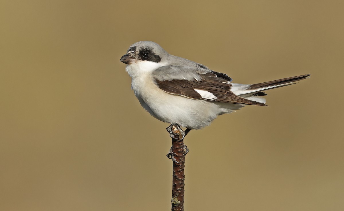 Lesser Gray Shrike - ML642294916