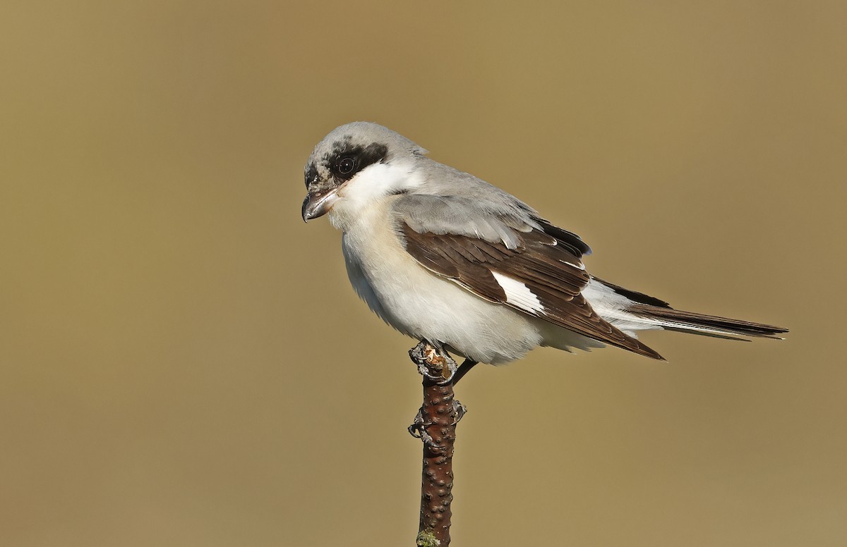 Lesser Gray Shrike - ML642294917