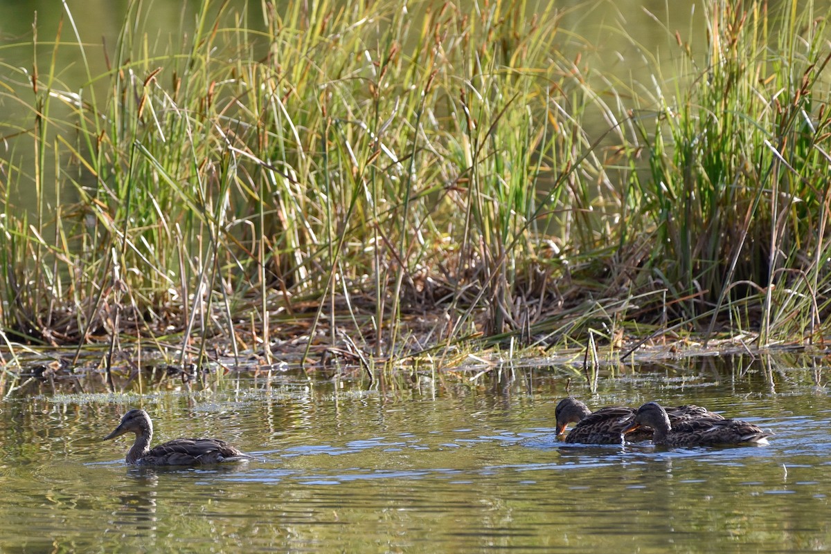 Canard colvert - ML642294919