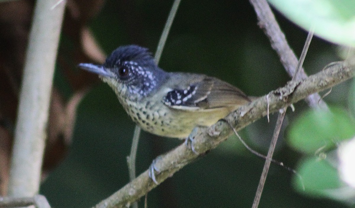 Spot-breasted Antvireo - ML642294936