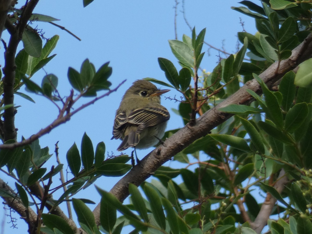 Western Flycatcher - ML642294958