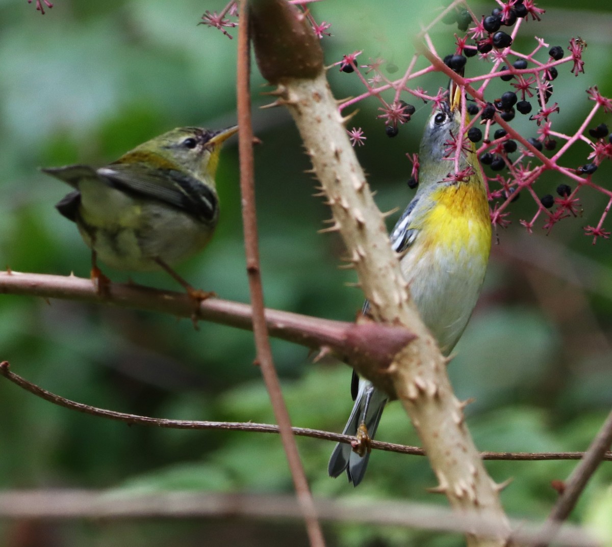 Northern Parula - ML642294962