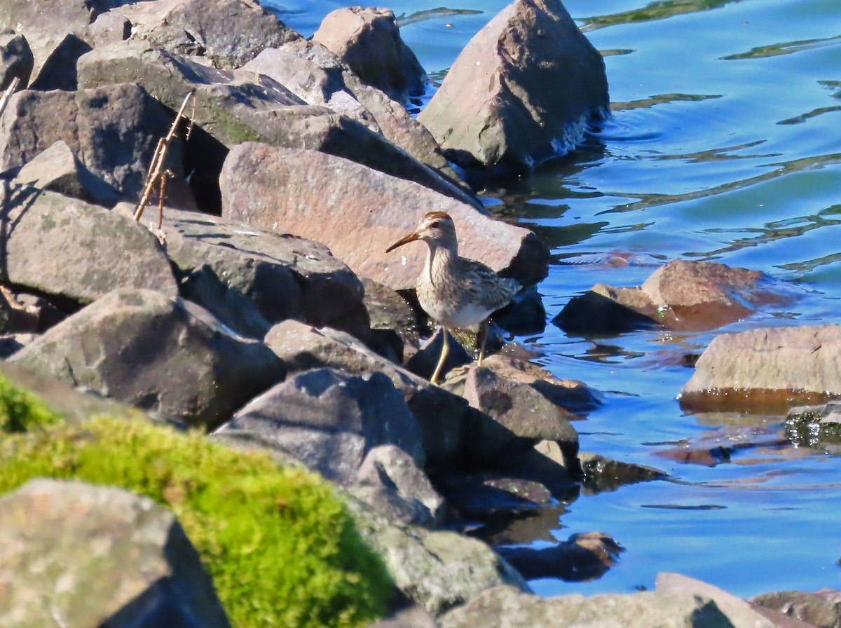 アメリカウズラシギ - ML642294971