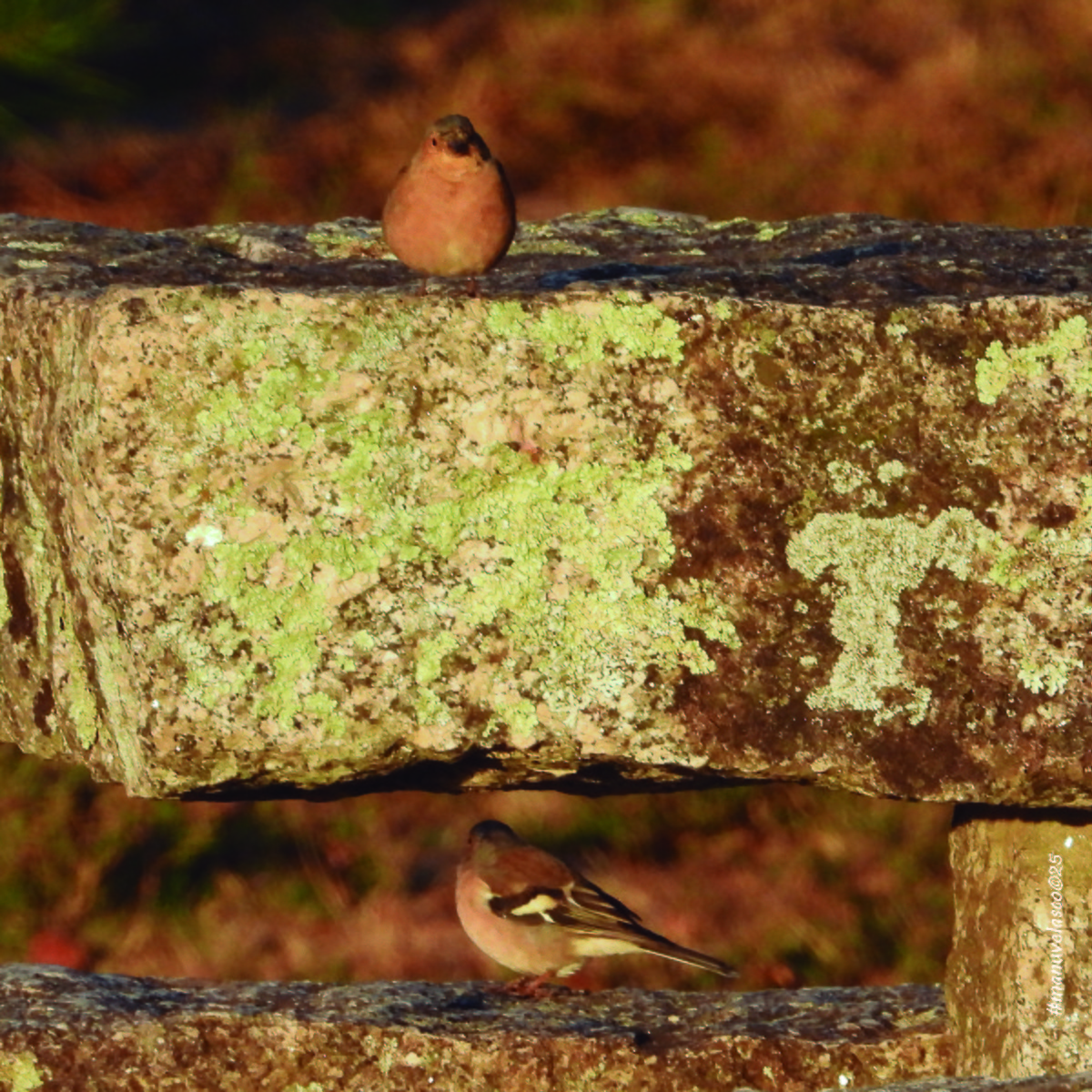 Common Chaffinch - ML642294972