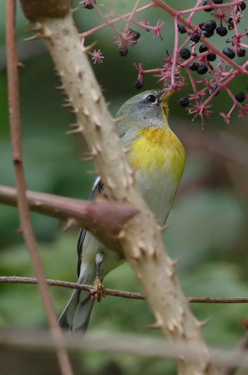 Northern Parula - ML642294975