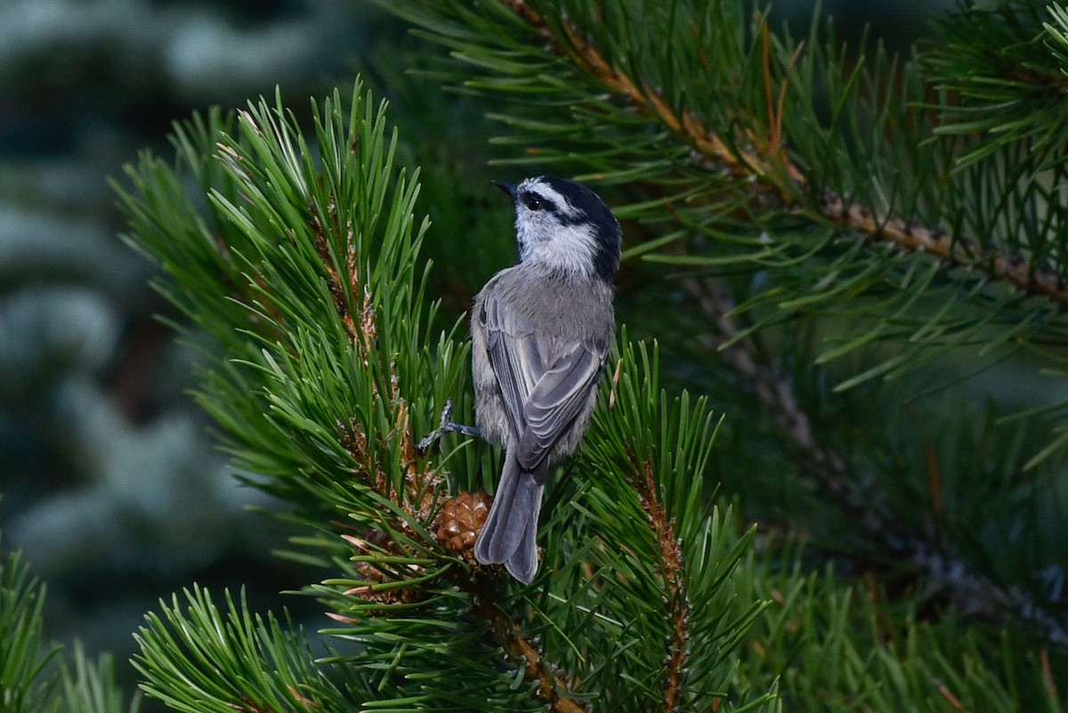 Mountain Chickadee - ML642294976