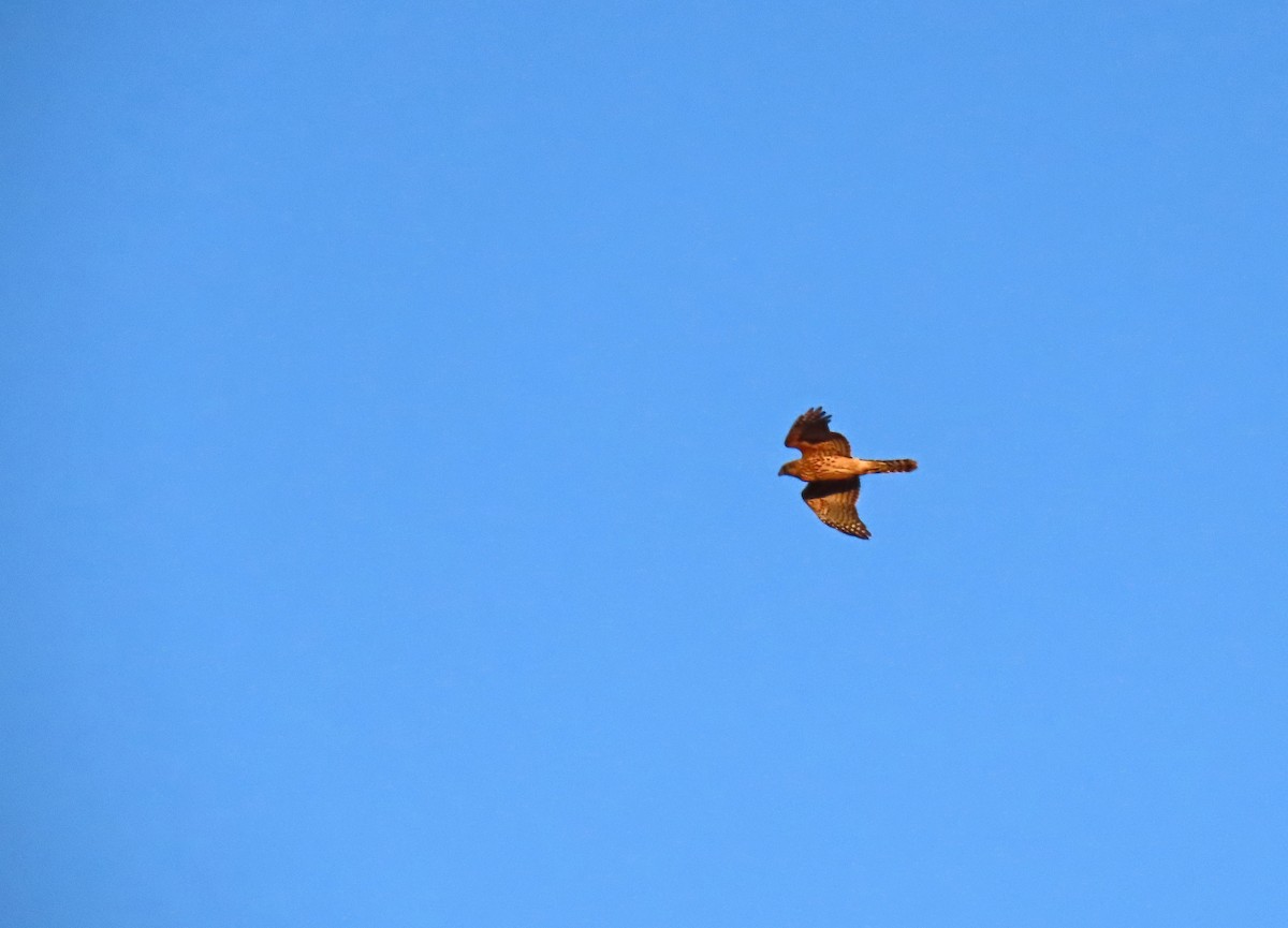Eurasian Goshawk - ML642294977