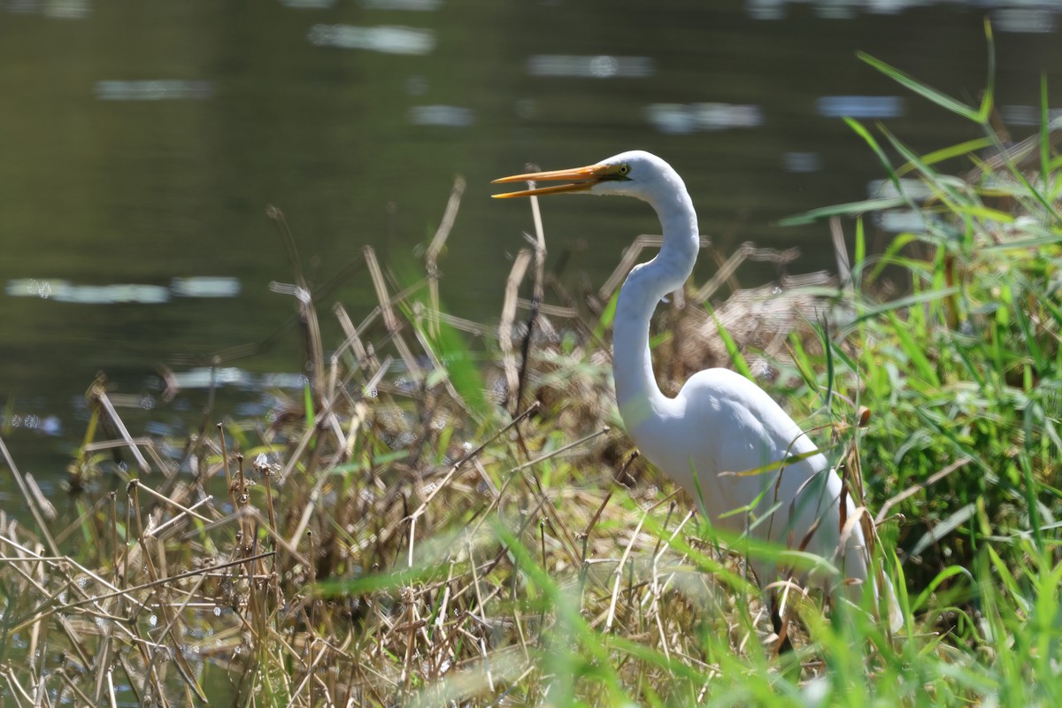Great Egret - ML642294980