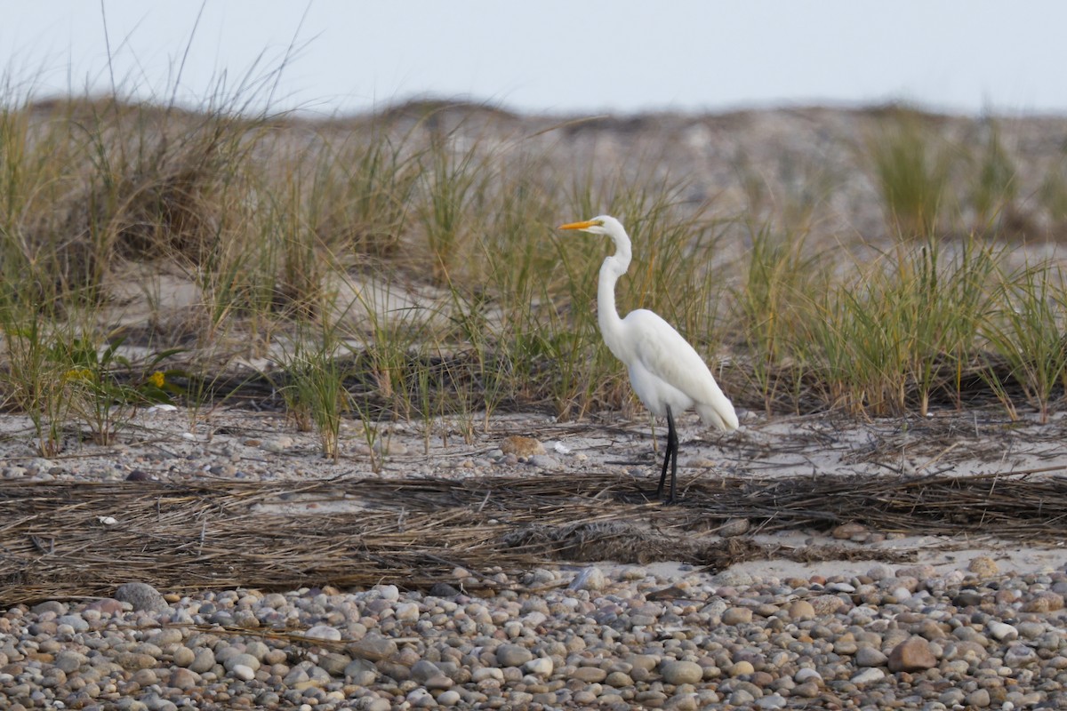 Great Egret - ML642294982