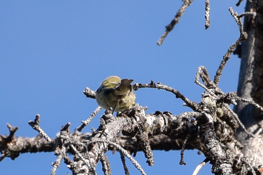 Ruby-crowned Kinglet - ML642294983