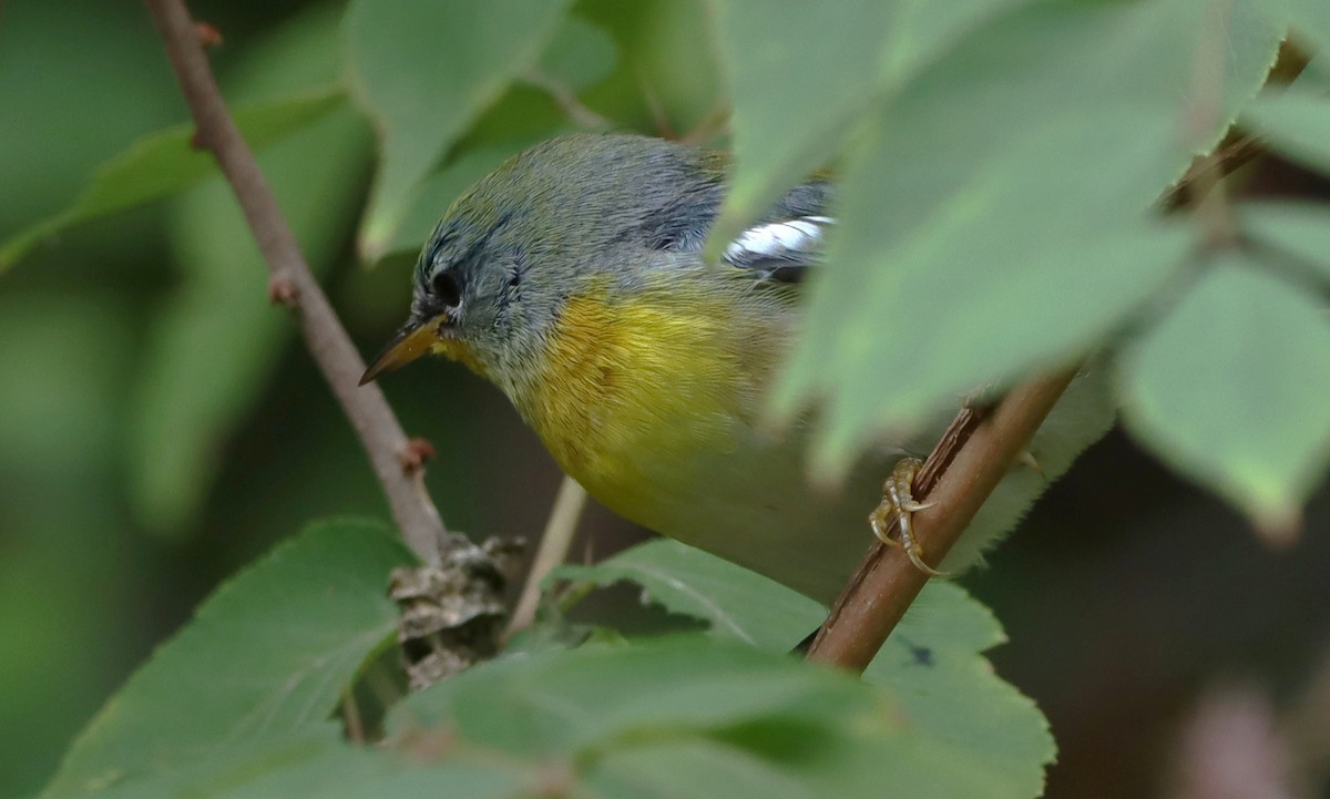 Northern Parula - ML642294985