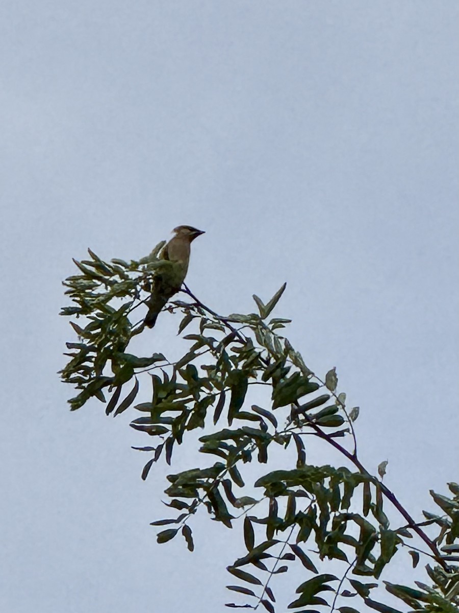 Cedar Waxwing - ML642294986