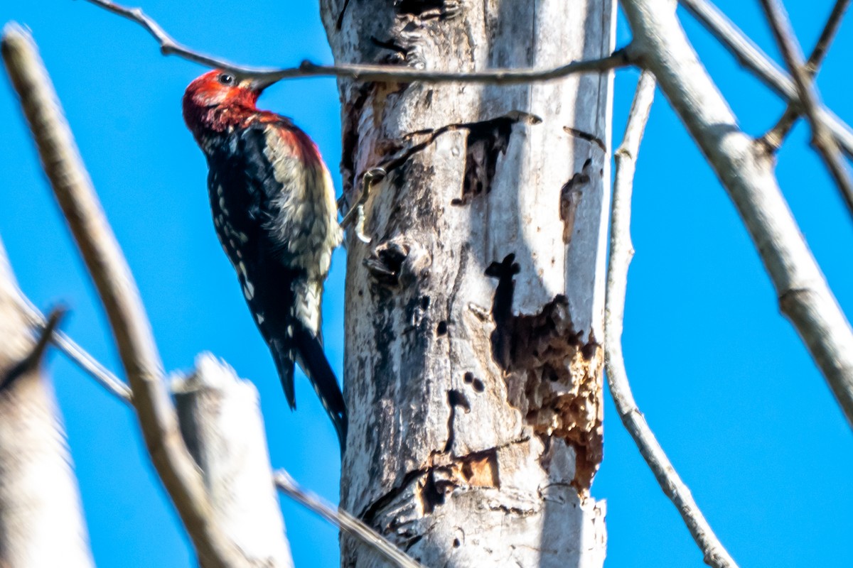 Red-breasted Sapsucker - ML642294987