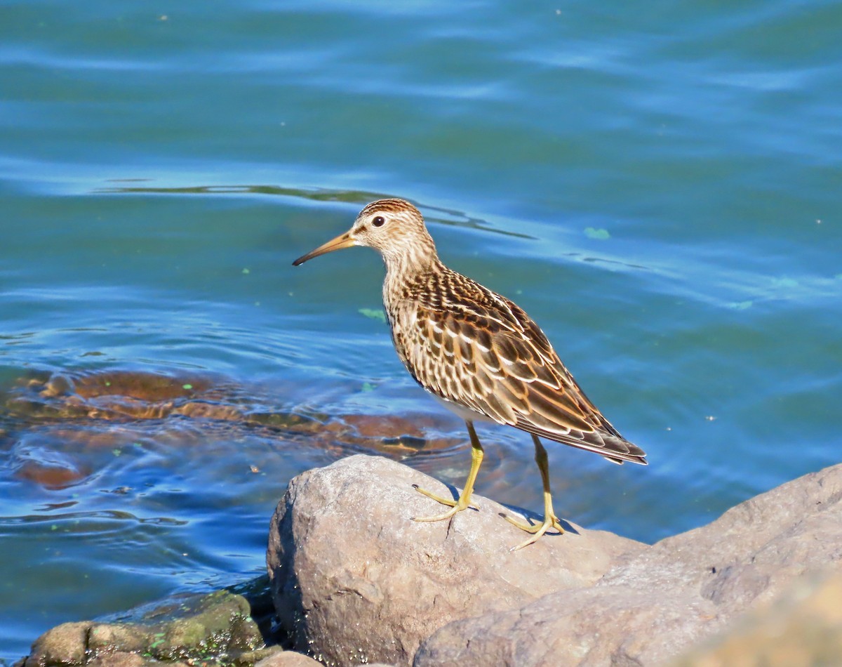 Pectoral Sandpiper - ML642294989