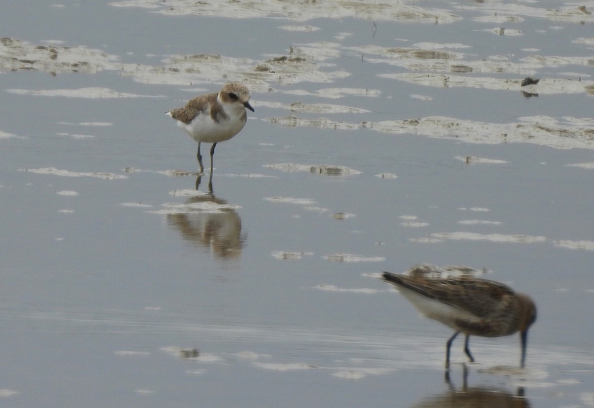Kentish Plover - ML642294991