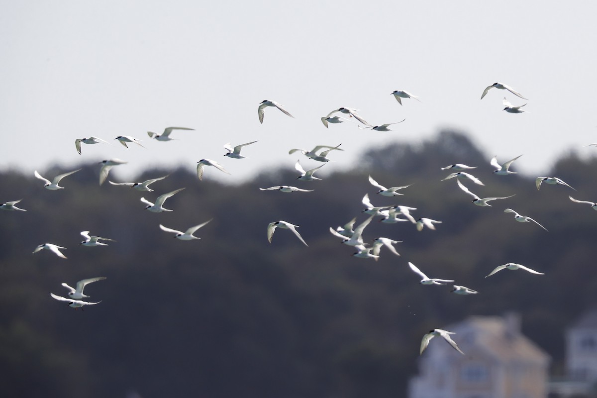Common Tern - ML642294992